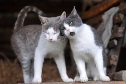 Two grey cats cuddling 